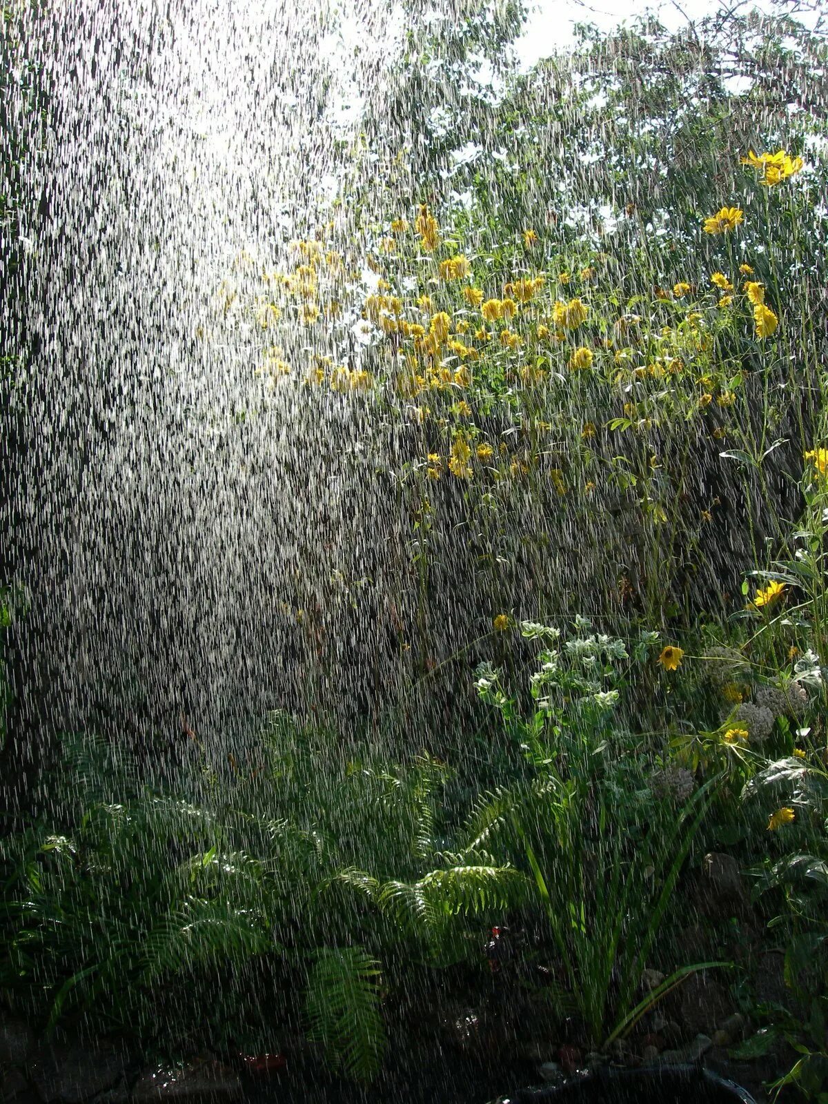 Трава омытая дождем. Ситник дождь. Летний дождь. Лето дождь. Дождь летом.