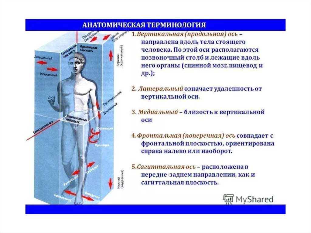 Вертикальную или фронтальную загрузку. Анатомические термины. Оси тела человека продольная ось. Анатомические термины анатомия. Вертикальная ось человека.