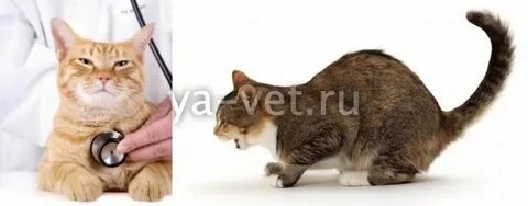 Почему кошка кашляет и хрипит вытягивает