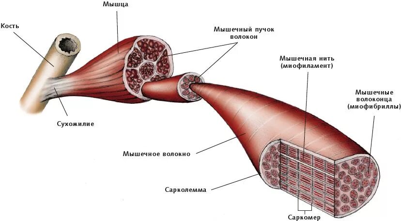 Мышечное волокно это. Поперечное сечение мышечных волокон. Строение мышцы и мышечного волокна. Миофибриллы мышечного волокна. Мышечное волокно в разрезе.