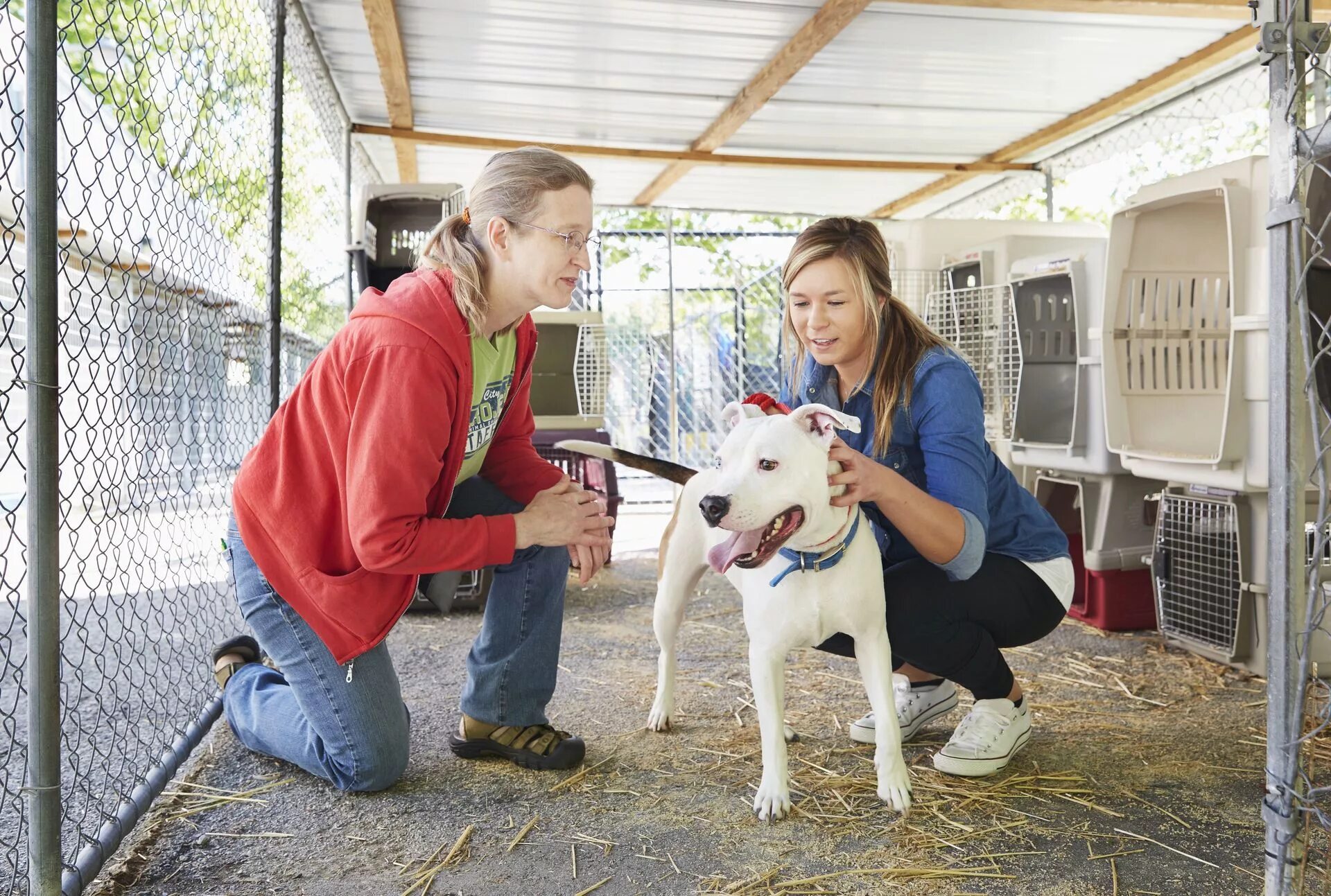 Volunteers help animals. Волонтеры в приюте для животных. Люди в приюте для животных. Волонтерство в приюте для животных. Волонтерство собак.