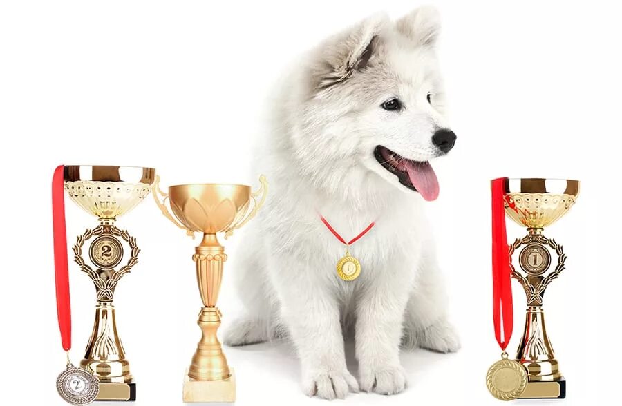 Выставка собак кубки. Собака с Кубком. Щенок с Кубком. Щенок с медалью. Кубок выставка собак.