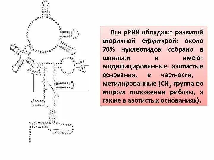 Размеры рнк. Вторичная структура рибосомальной РНК. Структура рибосомальной РНК. Строение и функции рибосомальной РНК. Вторичная структура р РНК.