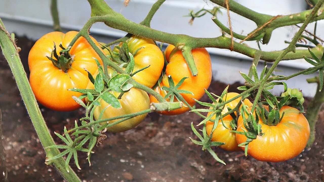 Томат бизон оранжевый вкуснотека. Томат бизон оранжевый. Вкуснотека бизон оранжевый. Томат бизон желтый и оранжевый. Томат бизон оранжевый.