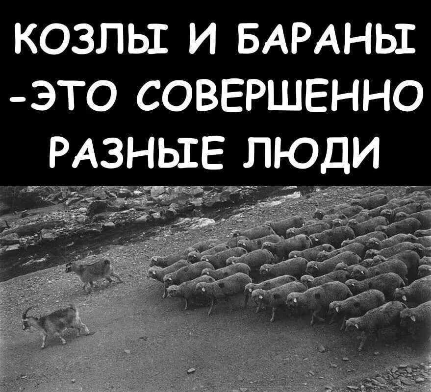 Козлы и бараны это совершенно разные люди. Козлы и бараны. Козел и баран.