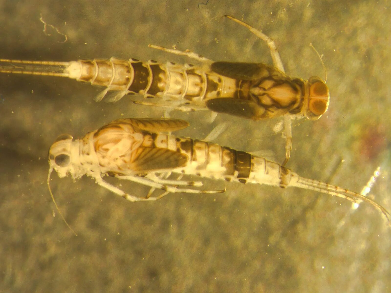 Anax Imperator личинка. Anax Imperator Стрекоза личинка. Mayfly личинка. Личинка дозорщика императора. Личинка стрекозы и малек рыбы