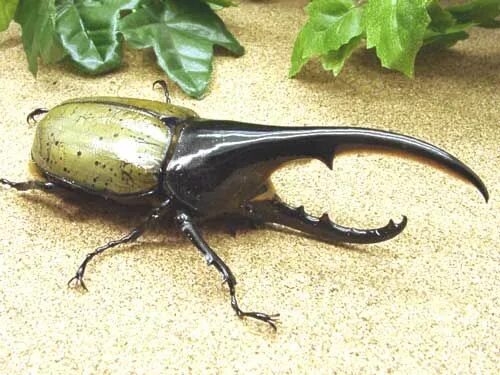 Жесткокрылые жук носорог. Навозный жук носорог. Жук ящерица. Жуки домашние питомцы. Жуки в татарии в мае.