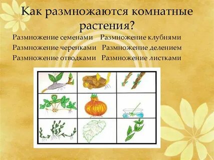 Семенное размножение это