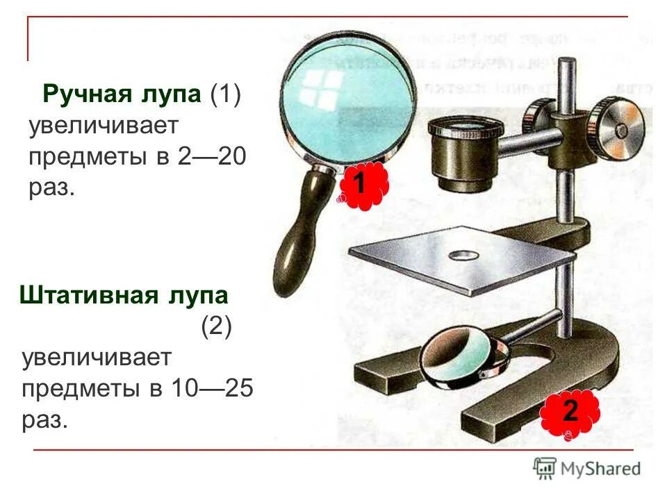 Какое увеличение дает штативная лупа. Биология 5 класс увеличительные приборы- штативная лупа. увеличительные приборы лупа и микроскоп 5 класс. биология 5 класс лупа, штативная лупа, микроскоп. увеличительные приборы лупа 5 класс биология проект.