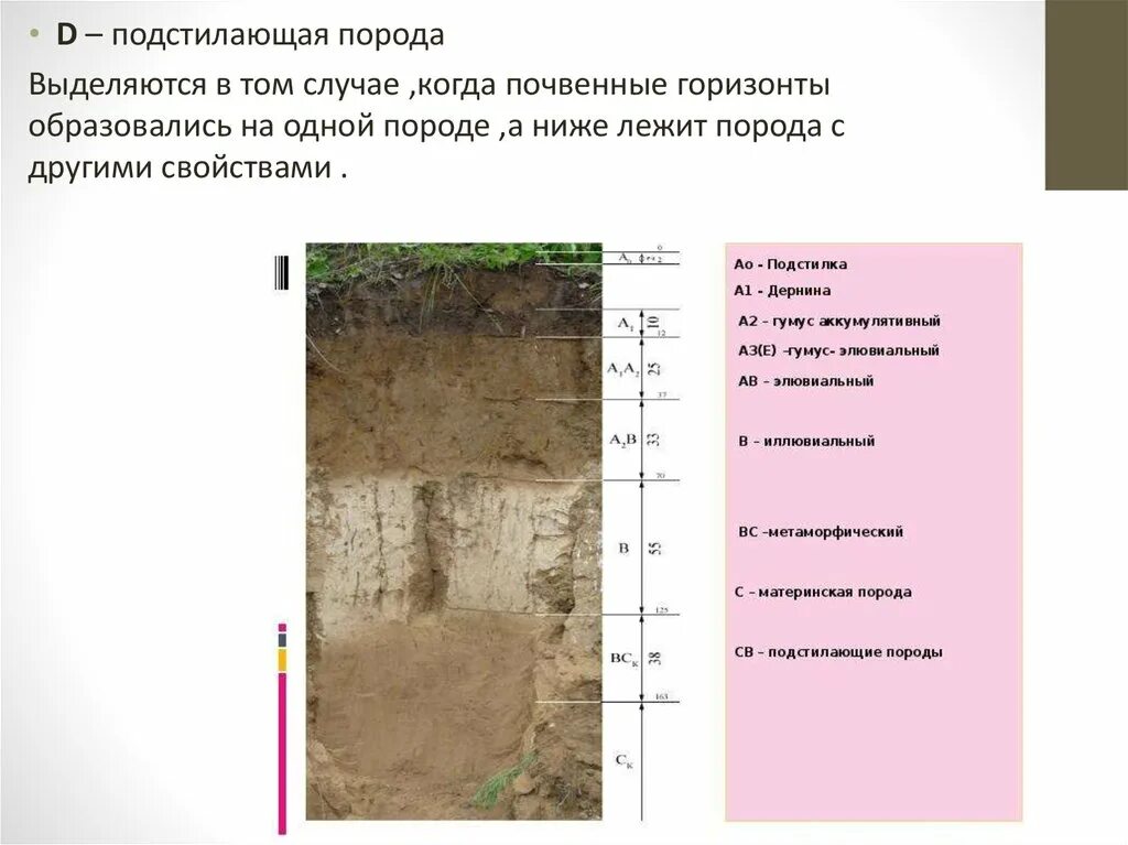 Горизонты горных пород. Подстилающая порода. Генетические горизонты почвы. Почвенный профиль горных пород. Почвенный разрез.