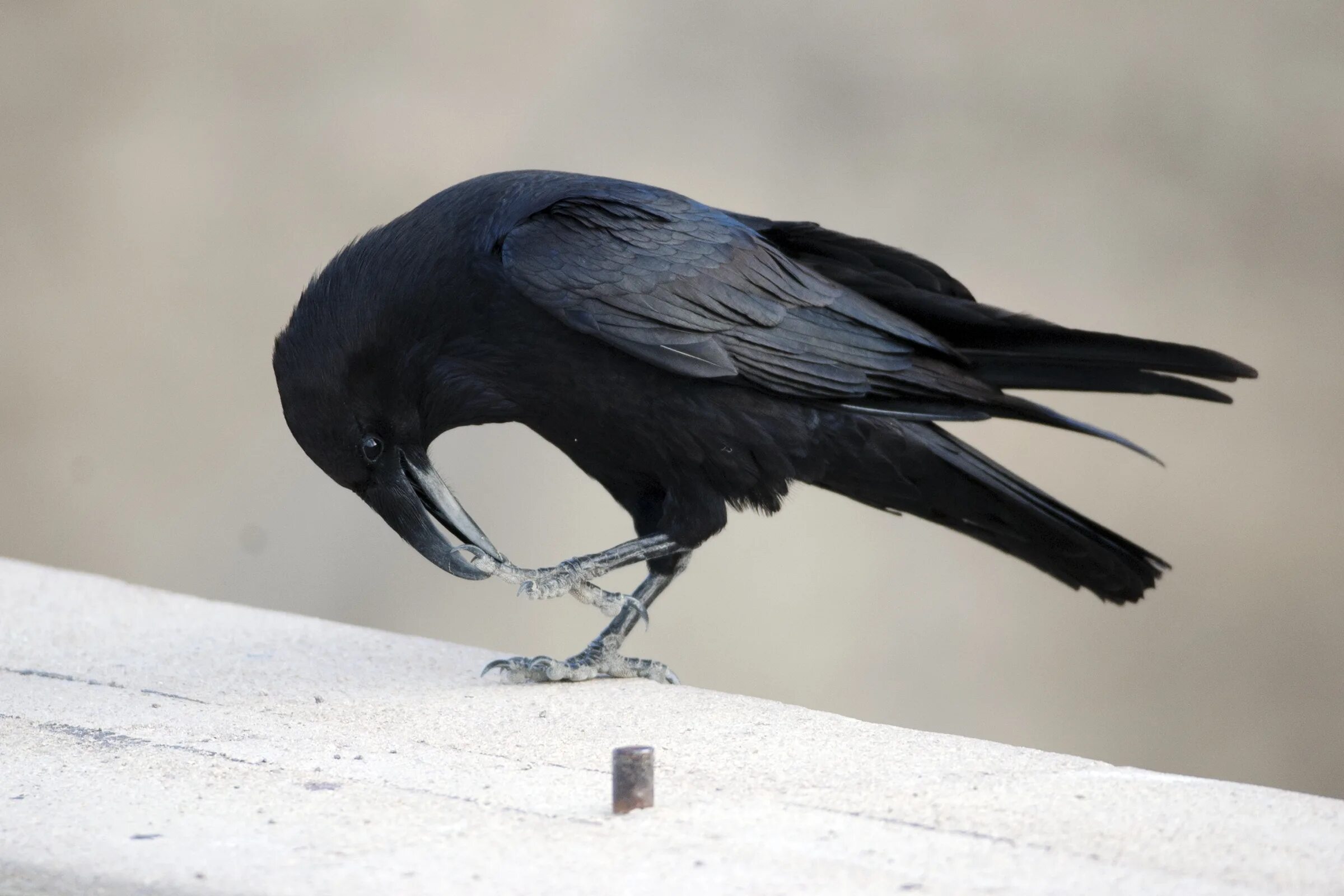 Клички ворон. Корвус Коракс. Королевский ворон Коракс. Ворон Corvus Corax. Корвус Коракс ворон черный.