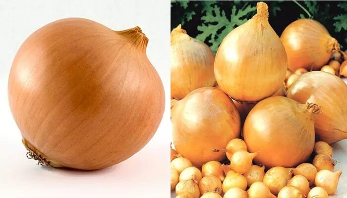 лук для презентации. чем полезен лук и чеснок. презентация на тему лук репчатый. краткая характеристика луковицы. лук севок геркулес семена.