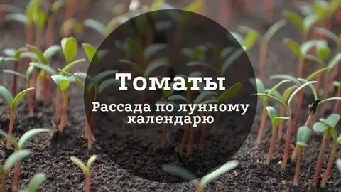 Посадка томатов в 2024 году