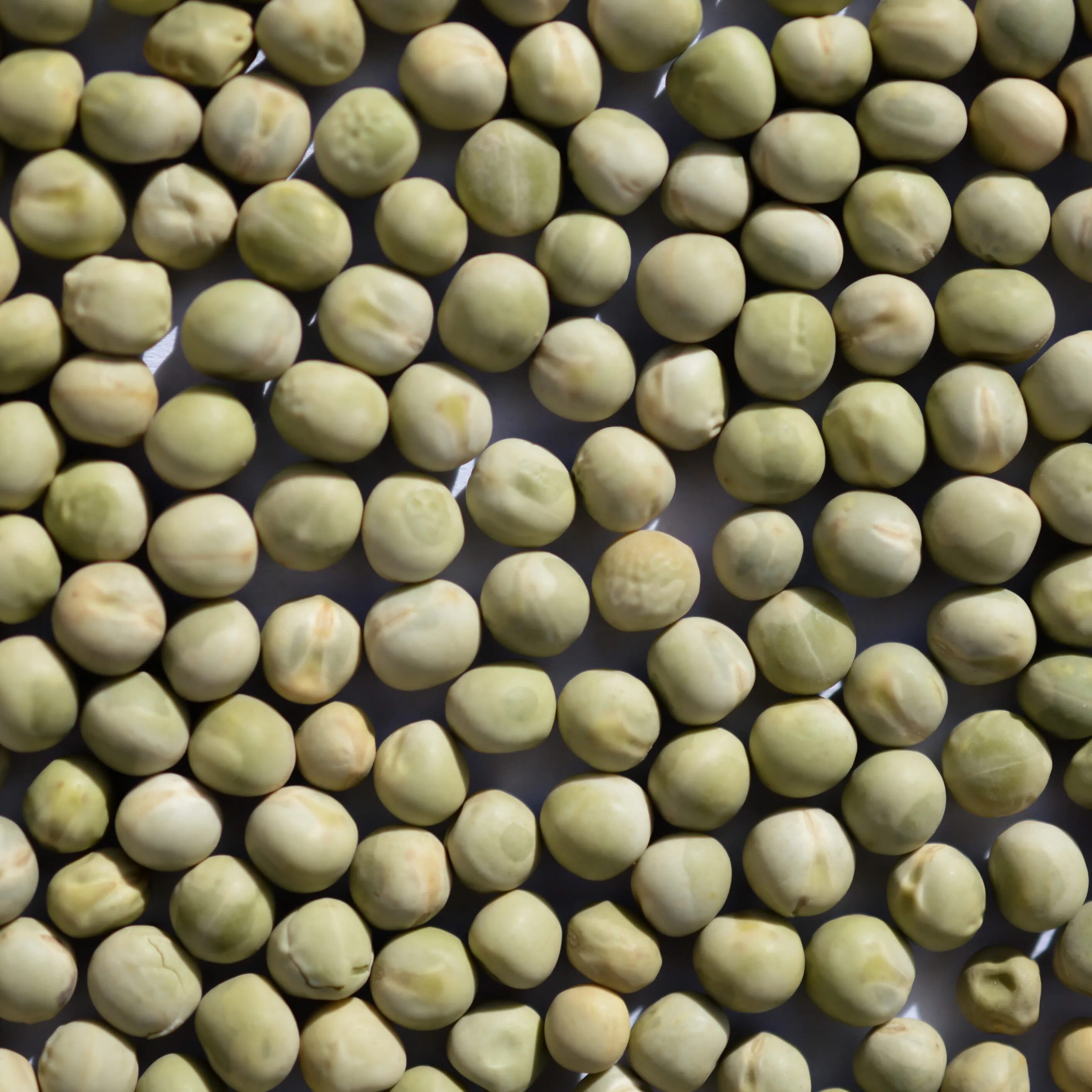 Сухой горох. Горох кормовой. Зеленый горошек сухой. Сухой горох. Сухой горох.