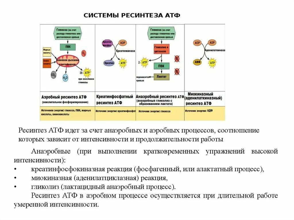 Использование энергии солнечного для синтеза атф. Биохимические критерии оценки аэробного ресинтеза АТФ. Аэробный путь синтеза АТФ. Гликолитический ресинтез АТФ упражнения. Аэробный путь ресинтеза АТФ схема.