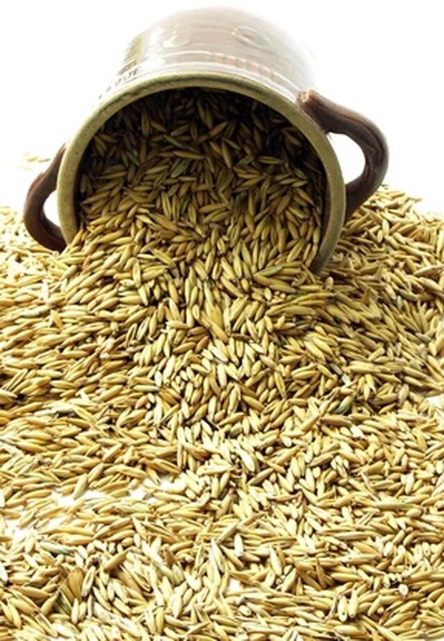 Авито семена трав. Суданка семена. суданская трава семена. семена трав: суданская трава. суданка семена фото.