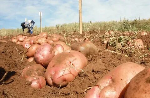Удобрение при посадке картофеля для хорошего урожая