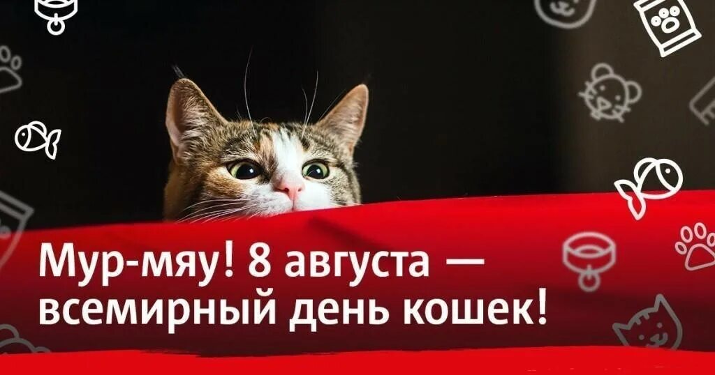 День кошек в россии 2024 год. Всемирный день кошек. День кошек 8 августа. Международный день кота 8 августа. Поздравление с международным днем кошек.