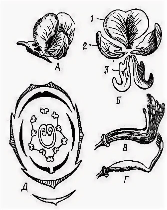 Формула цветка. Строение цветка клевера лугового. Клевер луговой семейство формула. Клевер строение цветка формула. У клевера семейство мотыльковые(бобовые) ?.
