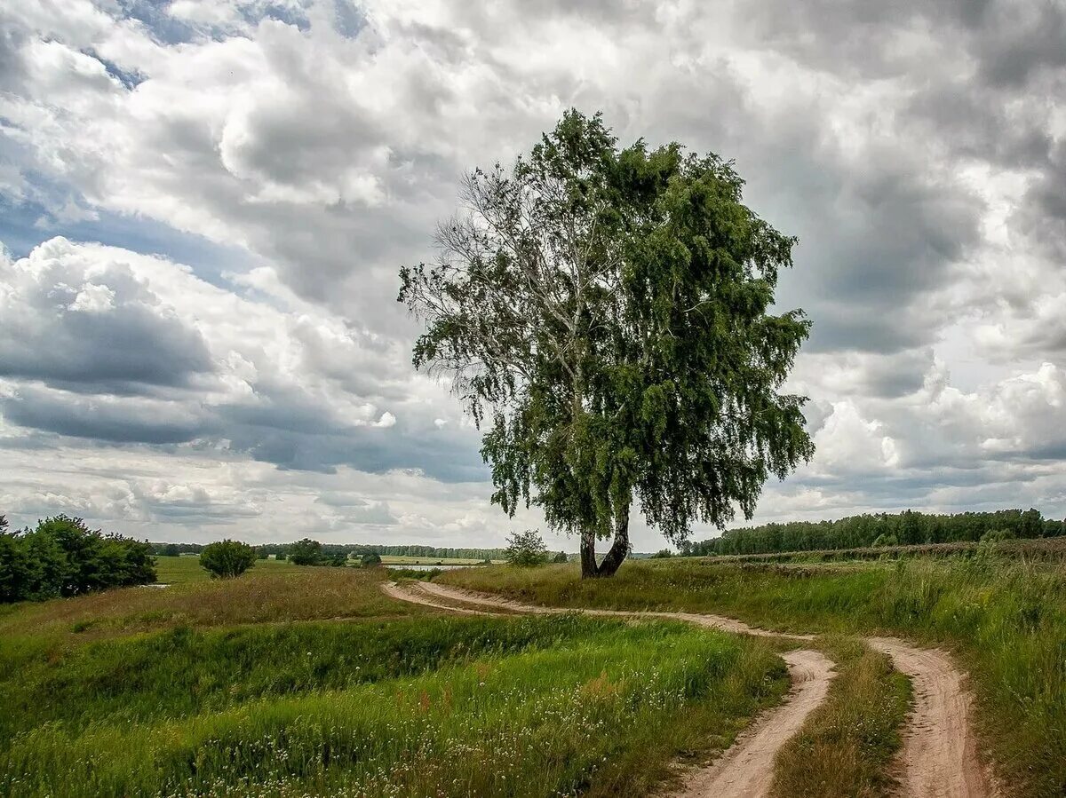 Какие выбрать для средней полосы. Среднерусская полоса России. Просторы средней полосы России. Пейзаж средней полосы. Пейзажи средней полосы России.