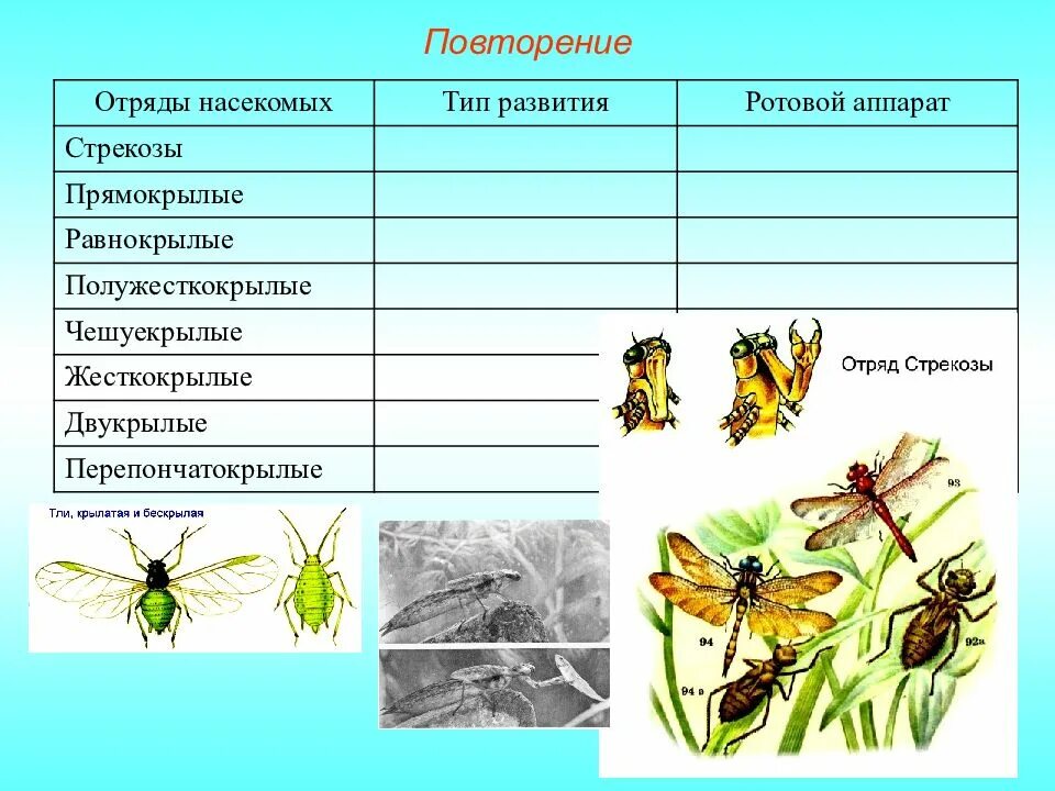 Таблица отряды насекомых 7 класс биология. Таблица отряд Двукрылые чешуекрылые Прямокрылые. Таблица сравнения отрядов насекомых. Отряды насекомых с полным и неполным превращением.