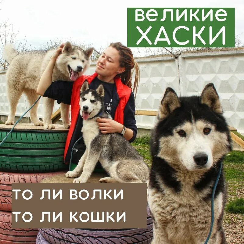 Собаки краснодарский край. Краснодог приют для животных. Г краснодар приют краснодог. Краснодог краснодар приют куйбышева. Логотип приюта.