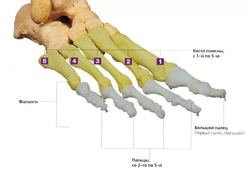 Фаланги стопы. 5 Плюсневая кость строение. Бугристость 5 плюсневой кости анатомия. Плюсневые кости и фаланги пальцев. Плюсневая кость 5 пальца стопы.