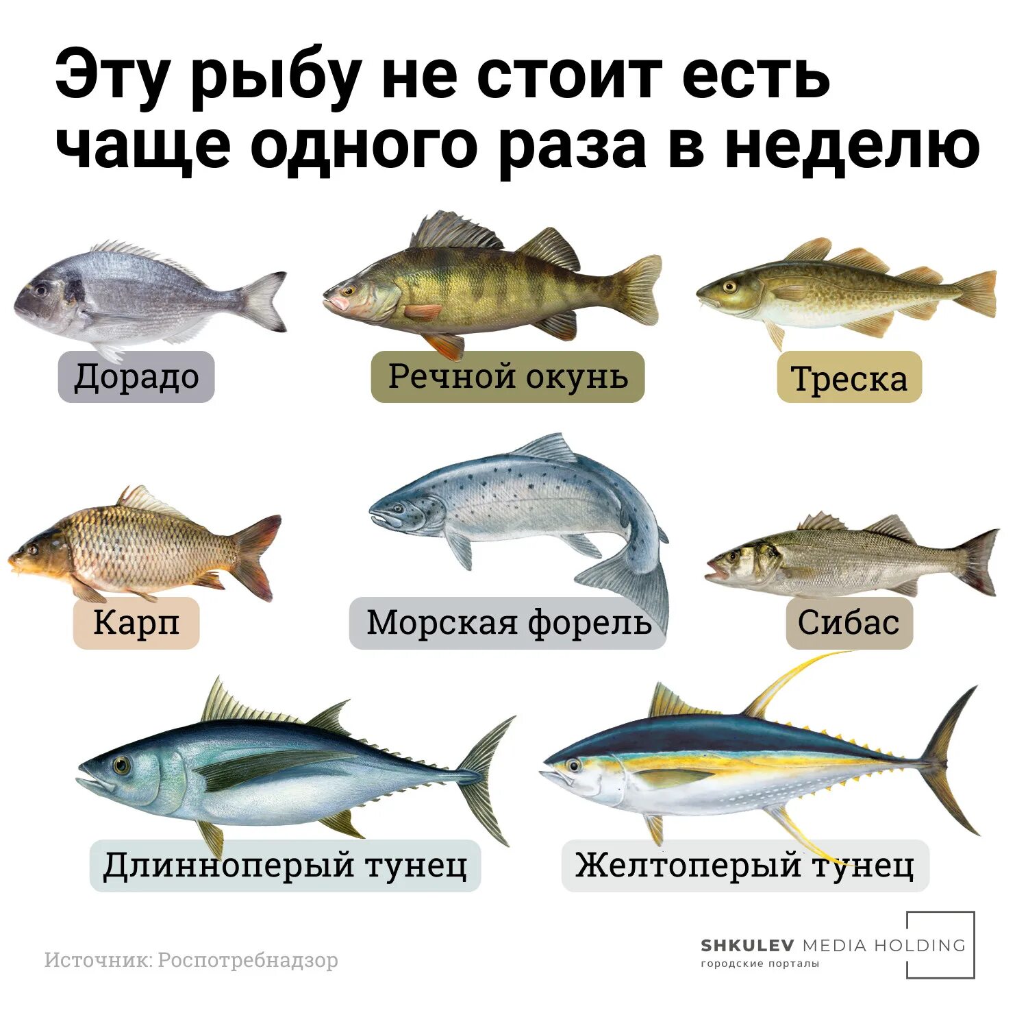 Водолей какая рыба. Виды рыб. Рыбы список. Название рыб. Сорта морской рыбы.