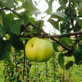 Яблоня куйбышевская описание фото