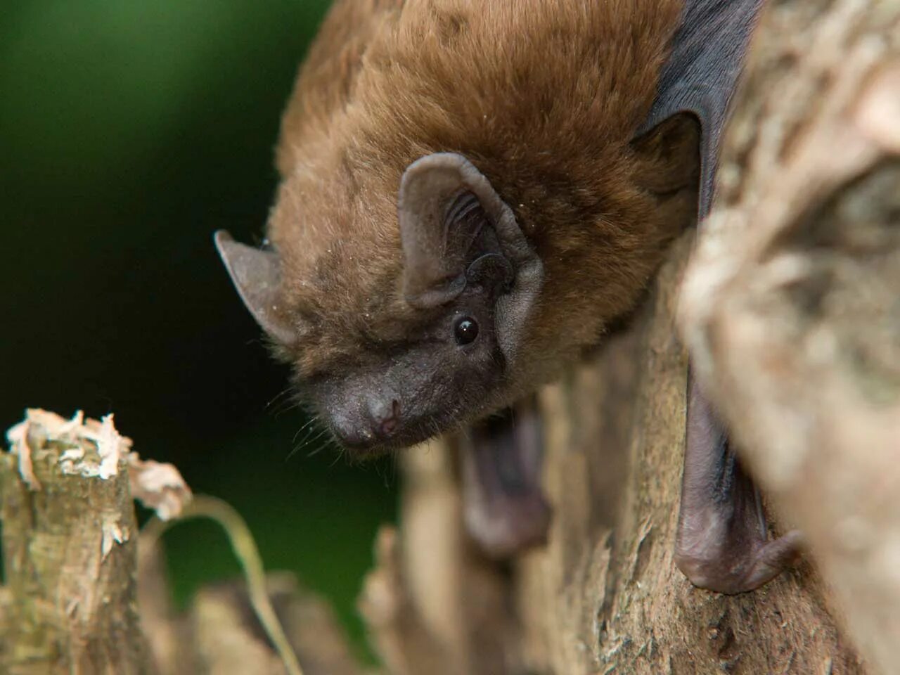 Летучая мышь рыжая вечерница. Рыжая вечерница - nyctalus noctula (schreber, 1774). Летучая мышь гигантская вечерница. Рыжая летучая мышь. Вечерница летучая мышь.