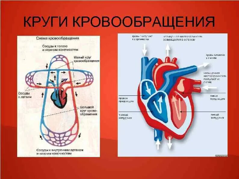 Сердечно-сосудистая система схема кровообращения. Система кругов кровообращения. Строение сердца малый и большой круг. Круги кровообращения сердца схема. Сердечная деятельность кровообращение