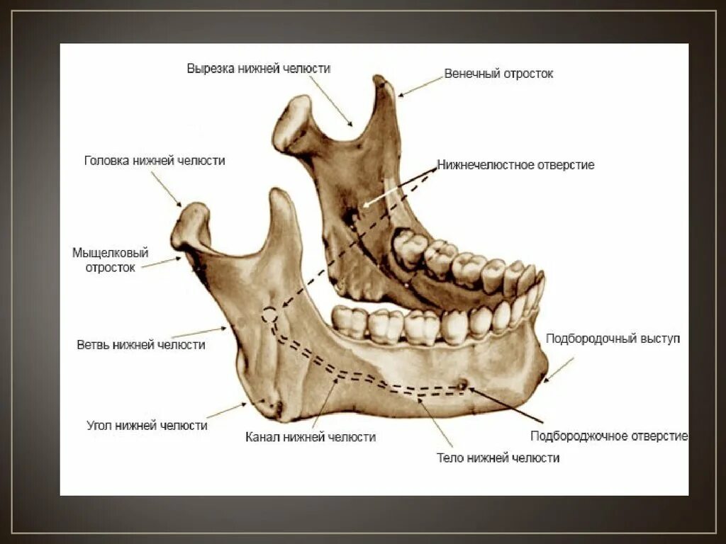 Альвеолярный отросток нижней челюсти анатомия. Мыщелковый отросток нижней челюсти. Шейки мыщелкового отростка нижней челюсти. Венечный отросток нижней челюсти. Нижняя челюсть с другими костями черепа