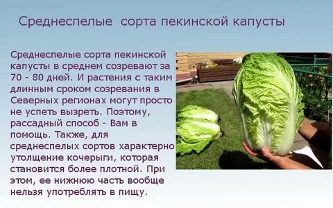 Польза пекинской капусты для организма человека