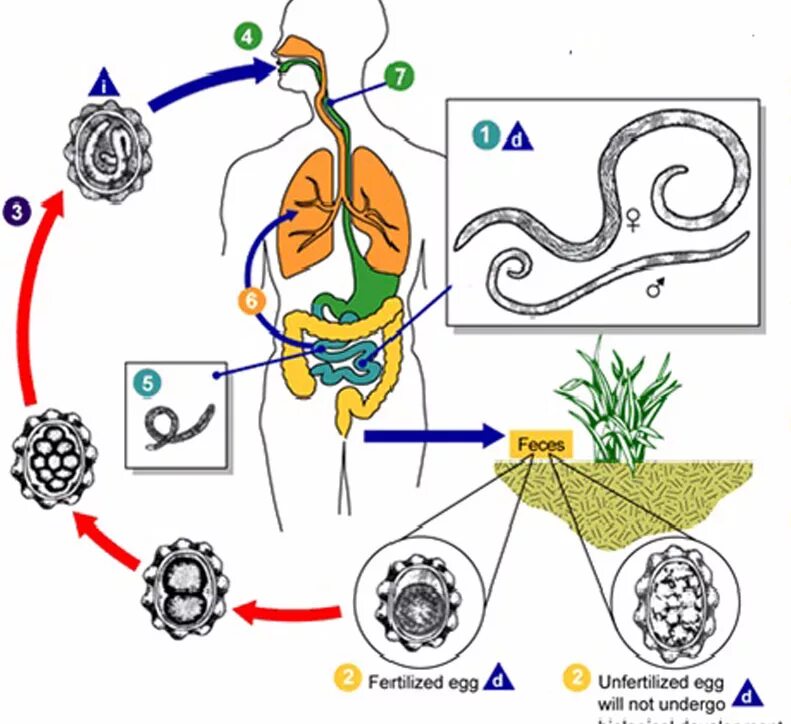 Этапы жизненного цикла аскариды человеческой. Этапы жизненного цикла аскариды. Циклы паразитических червей аскариды. Жизненный цикл аскариды схема.