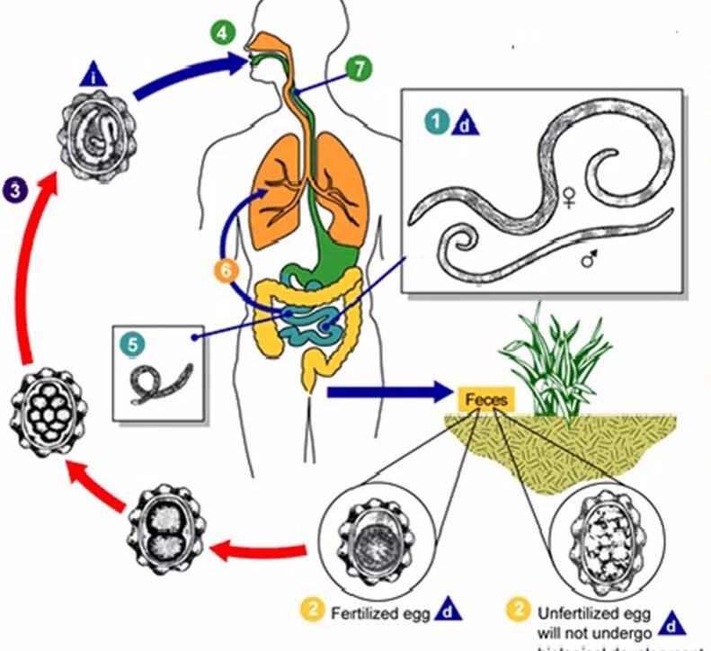 Человеческой аскаридой и человеком. Этапы жизненного цикла аскариды человеческой. Этапы жизненного цикла аскариды. Циклы паразитических червей аскариды. Жизненный цикл аскариды схема.