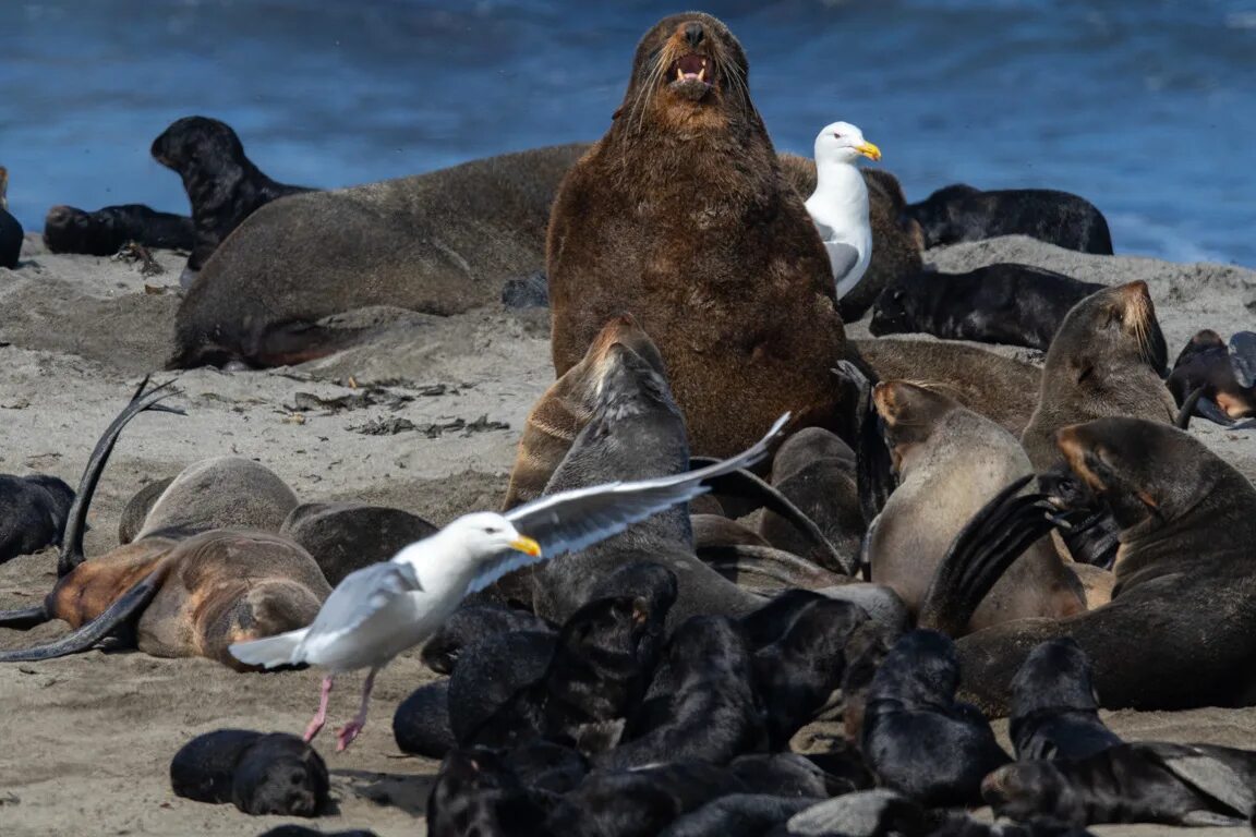 командорский заповедник лежбище. сивуч северный морской лев. сивучи кроноцкий заповедник. лежбища морских северных котиков на командорских островах. сивуч командорские острова.