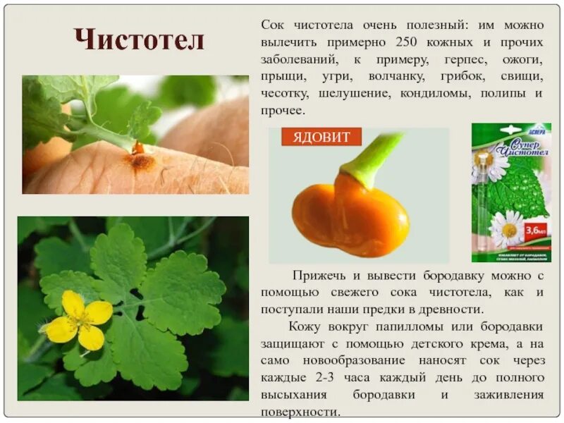 Чистотел при кожных. Сок чистотела. сок чистотела для внутреннего употребления. сок чистотела в разрезе. чистотел желтый сок.