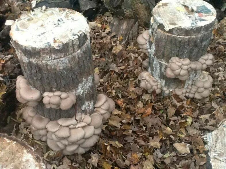 Как вырастить вешенки на даче. Как вырастить вешенки на даче. Вешенка на пнях в огороде. Грибы вешенки на пнях. Гриб вешенка на пне.