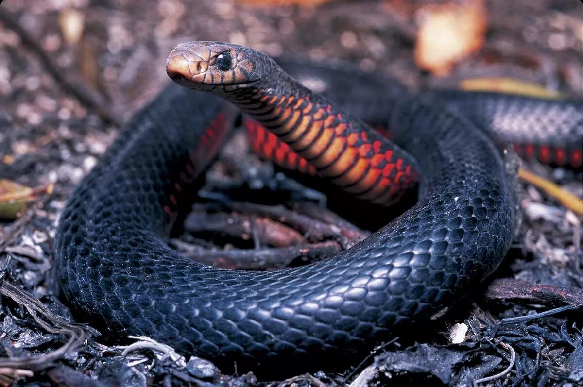Черная змея год. Краснобрюхий чёрный Аспид. Черный Аспид змея. Краснобрюхая черная змея. Краснобрюхий полоз.