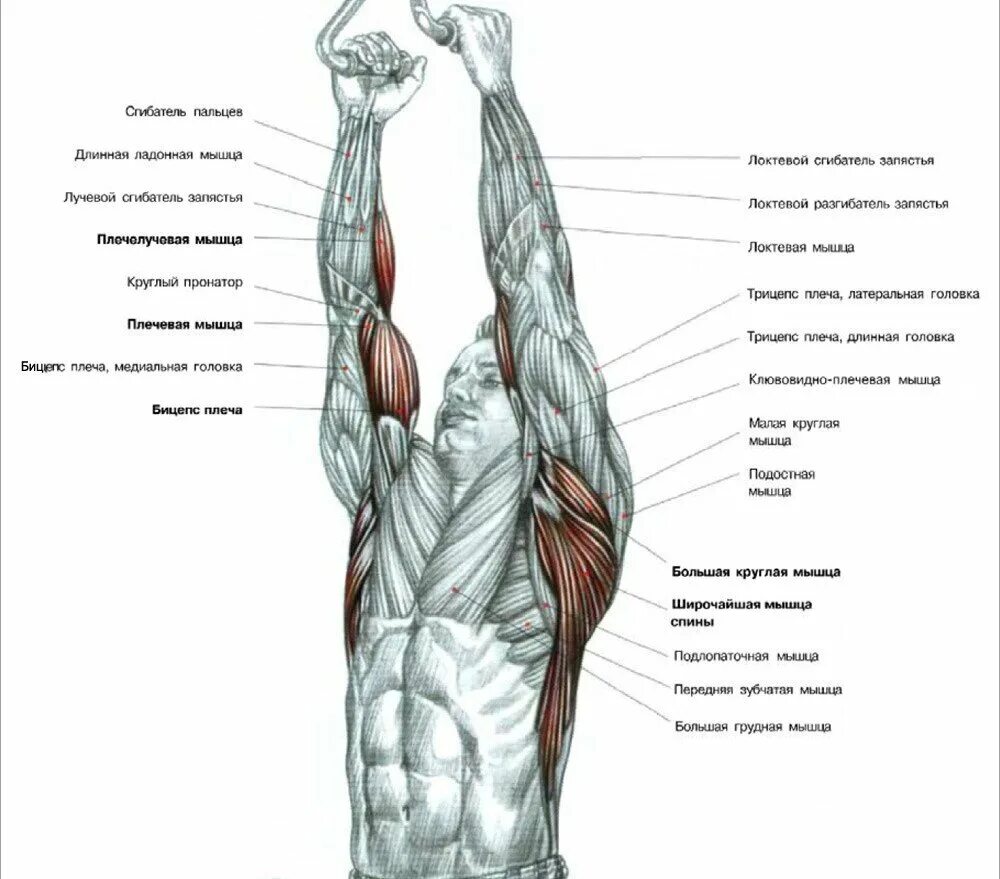 Подтягивание узким хватом мышцы. Тяга верхнего блока параллельным хватом. Тяга рычажного блока узким хватом. 7. Тяги верхнего блока узким хватом. Подтягивания обратным хватом анатомия.