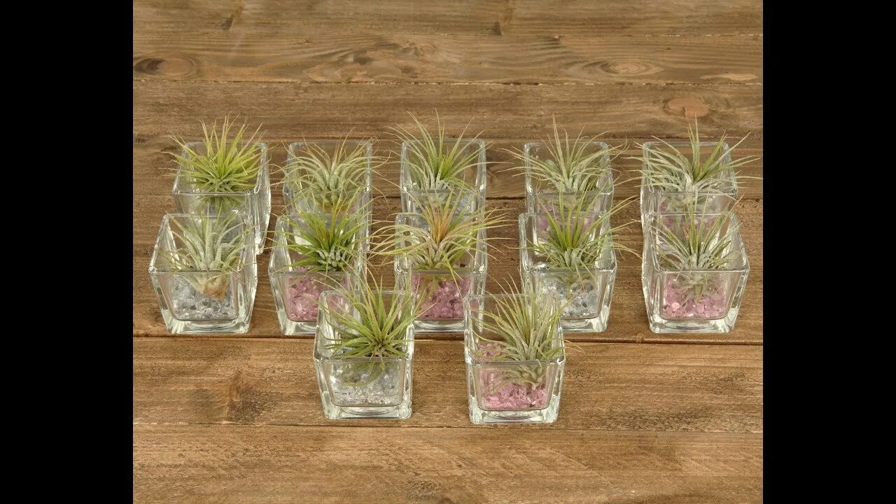 Земля без растений. Растение без земли. Растение без земли. Тилландсии без земли. Бамбук счастья драцена.