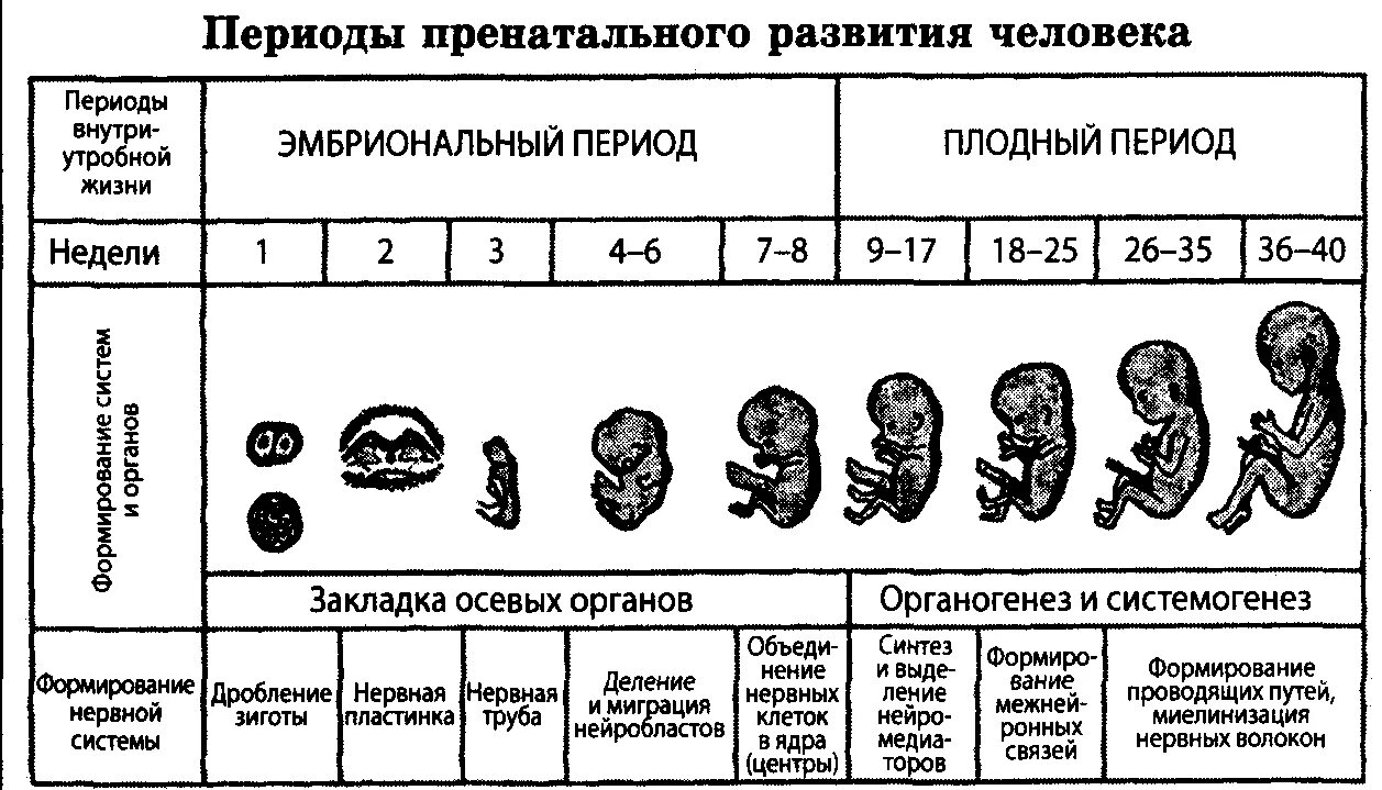 Периоды развития плода схема. Схема внутриутробного развития плода. Схема периодов внутриутробного развития плода. Этапы развития плода таблица. Начальный период развития человека