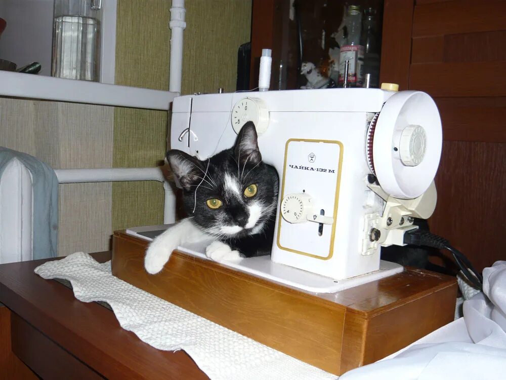 На машинке ое. Кошка и швейная машинка. Коты и Швейные машинки. Кот швея. Кот за швейной машинкой.