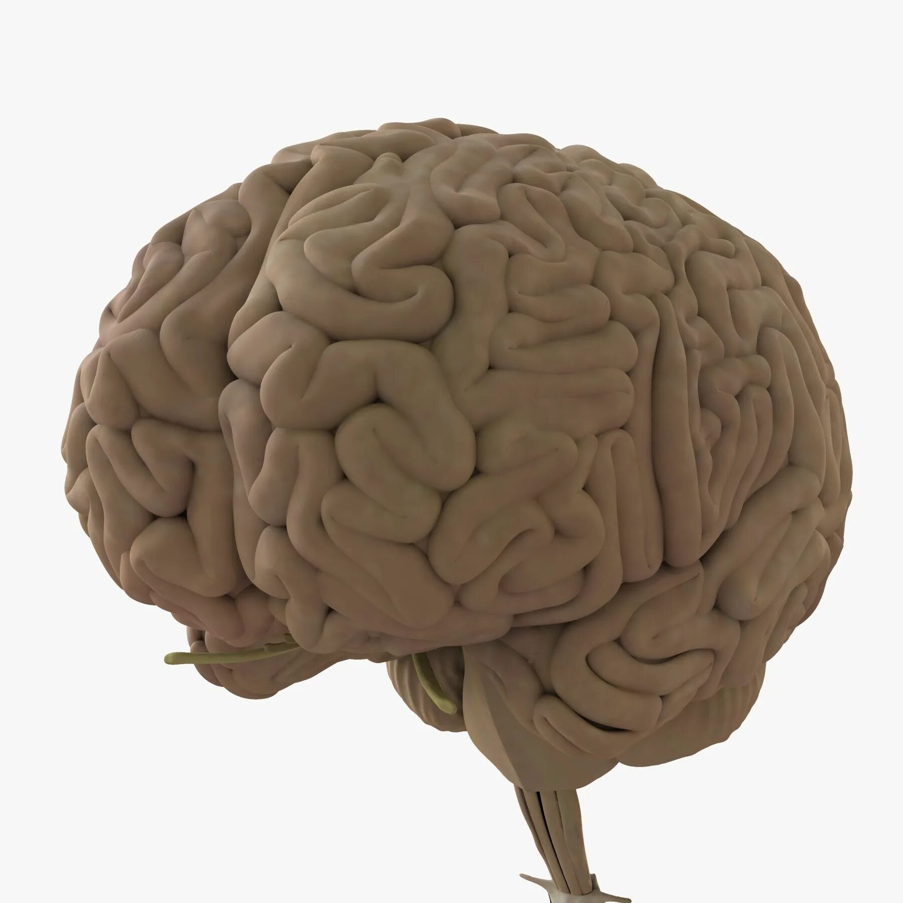 7 3 brain. Таламус 3д модель. Маркет человечиского мозго.