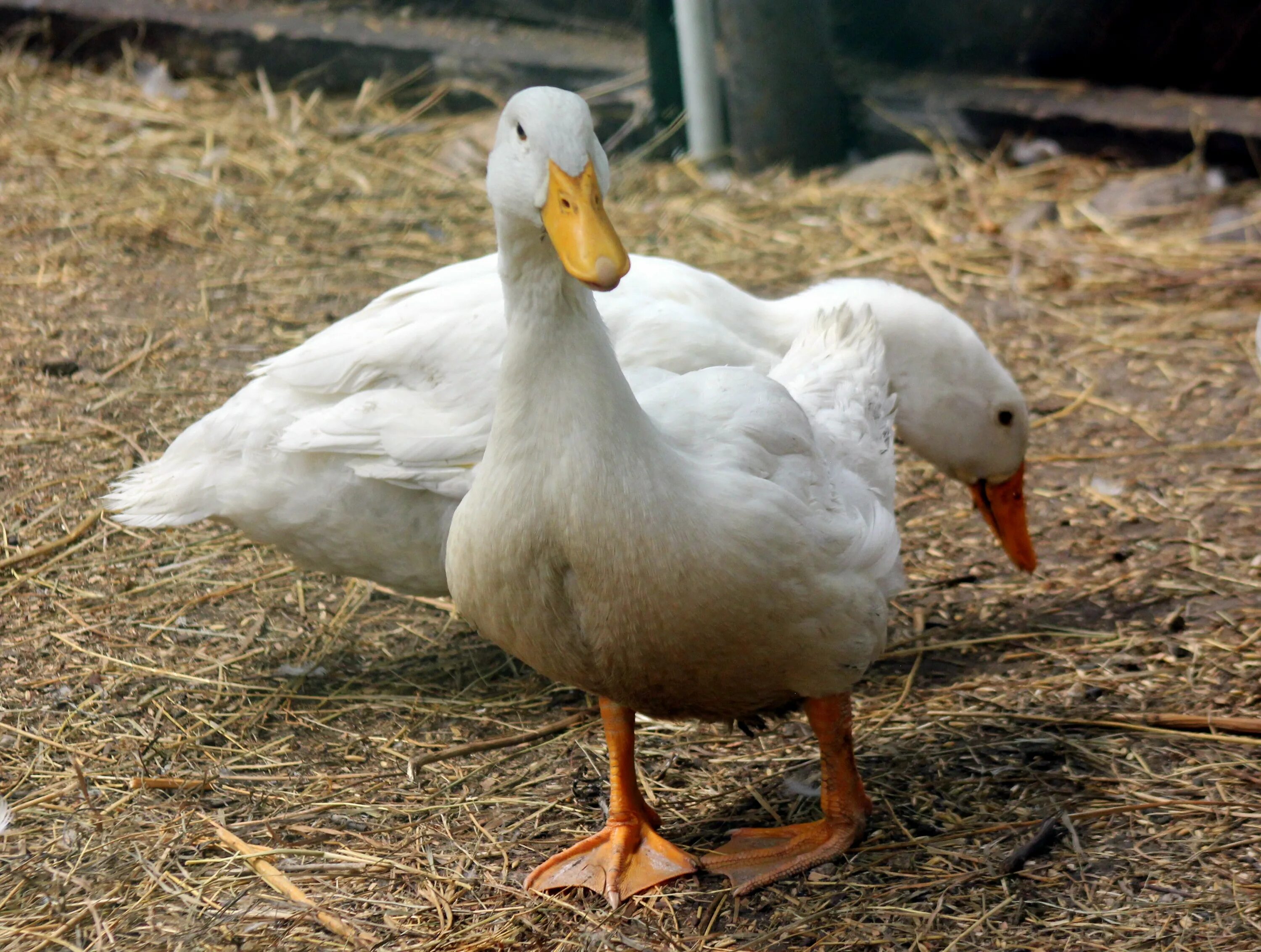 5 duck. Московская белая утка. Белая Московская порода уток. Белый утенок. Белая утка на Кубани.