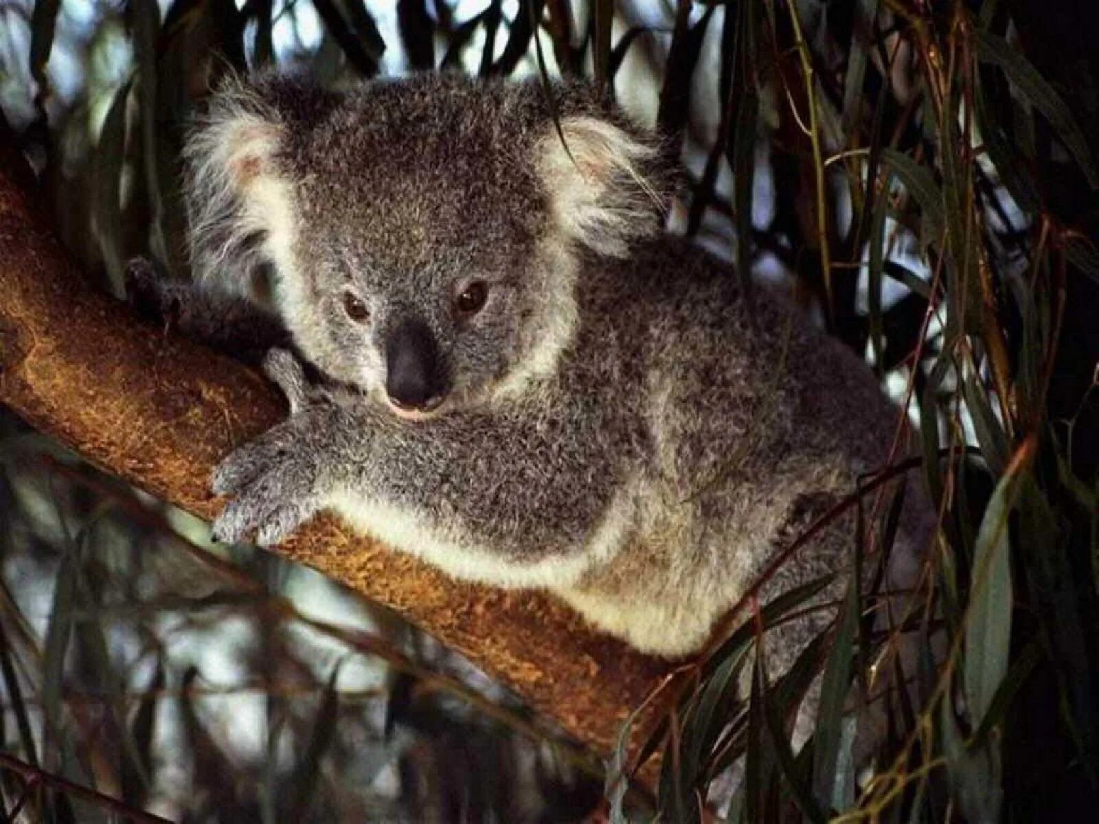 Коала. Серая коала. Красная коала. Опасные животные Австралии. Сделай коалу