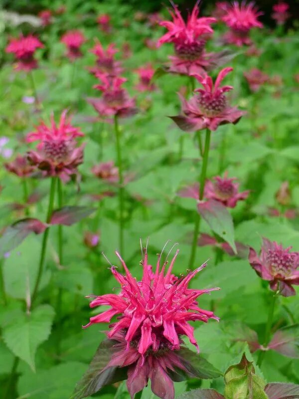 Монарда гибридная бьюти ов кобэм. Монарда двойчатая. Монарда листья. Бергамот садовый монарда. Мята монарда.