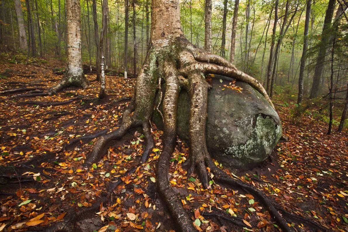 Что интересного осенью в природе. Природа осень. Осеннее дерево у реки. Природа осенью. Аномалии природы.