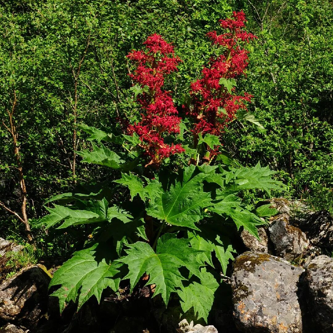 Ревень тангутский. Ревень пальчатый тангутский. Ревень тангутский (rheum palmatum). Rheum palmatum. Rheum palmatum.