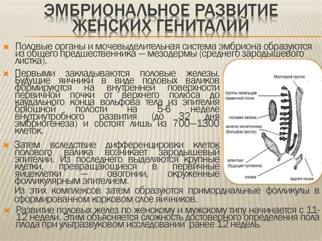 Эмбриональное развитие женских половых органов. Развитие женской половой системы. Стадии развития женской половой системы. Развитие женской половой системы в эмбриогенезе.